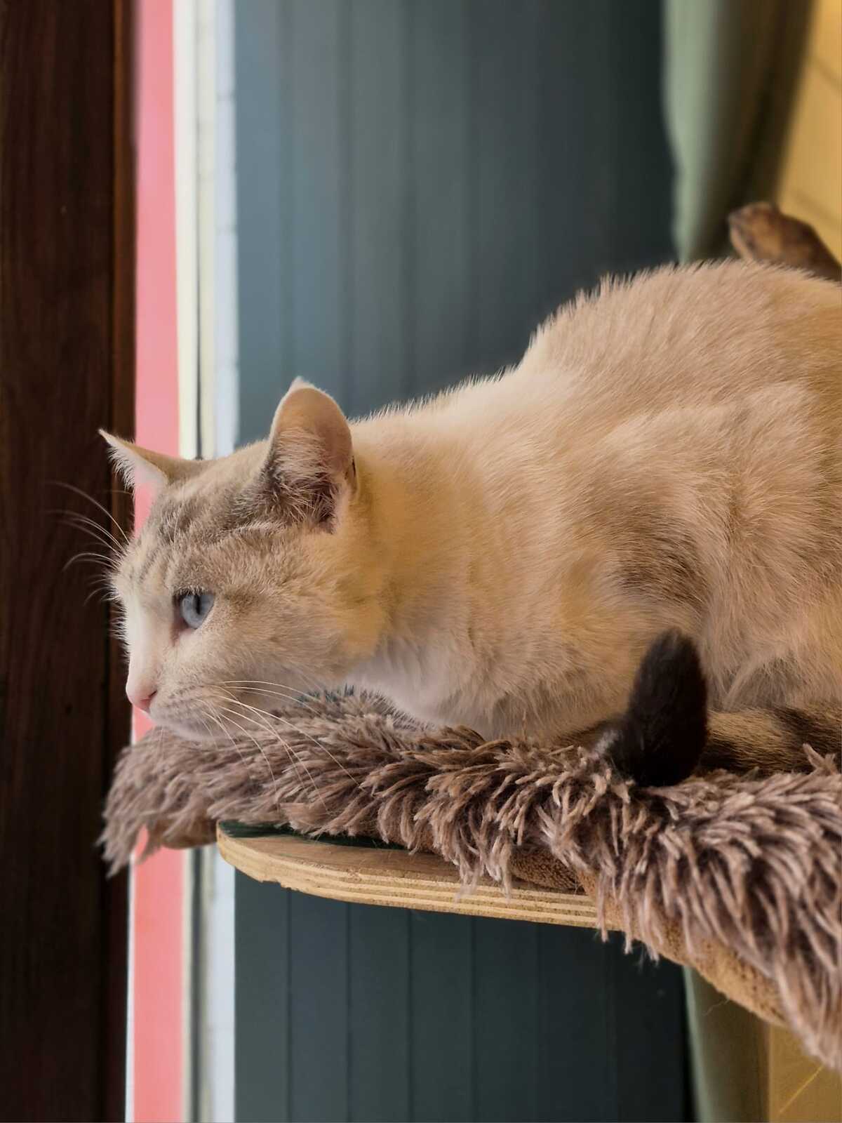 Adoption Eowine