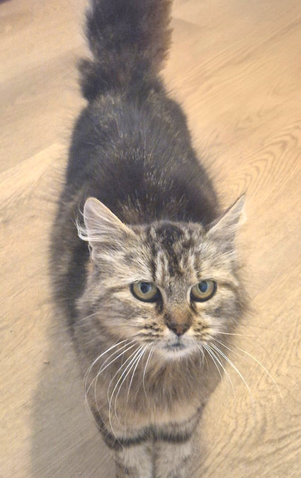 Adoption Vély