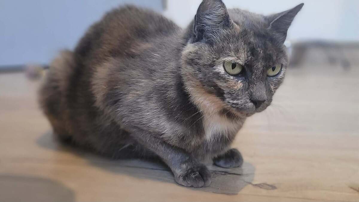 Adoption Satie