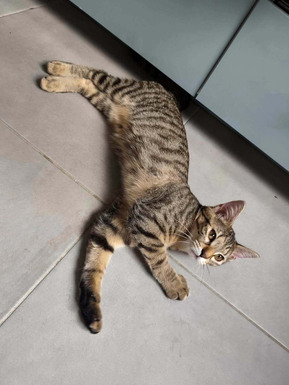 Adoption Sophie