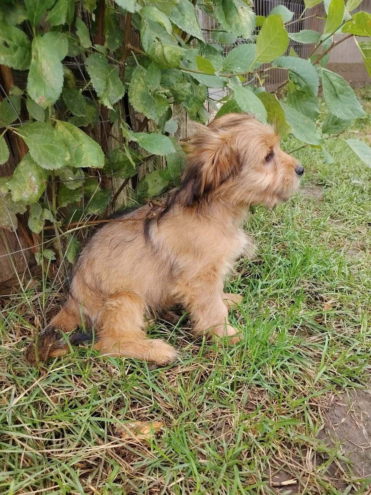 Adoption Kaiyo