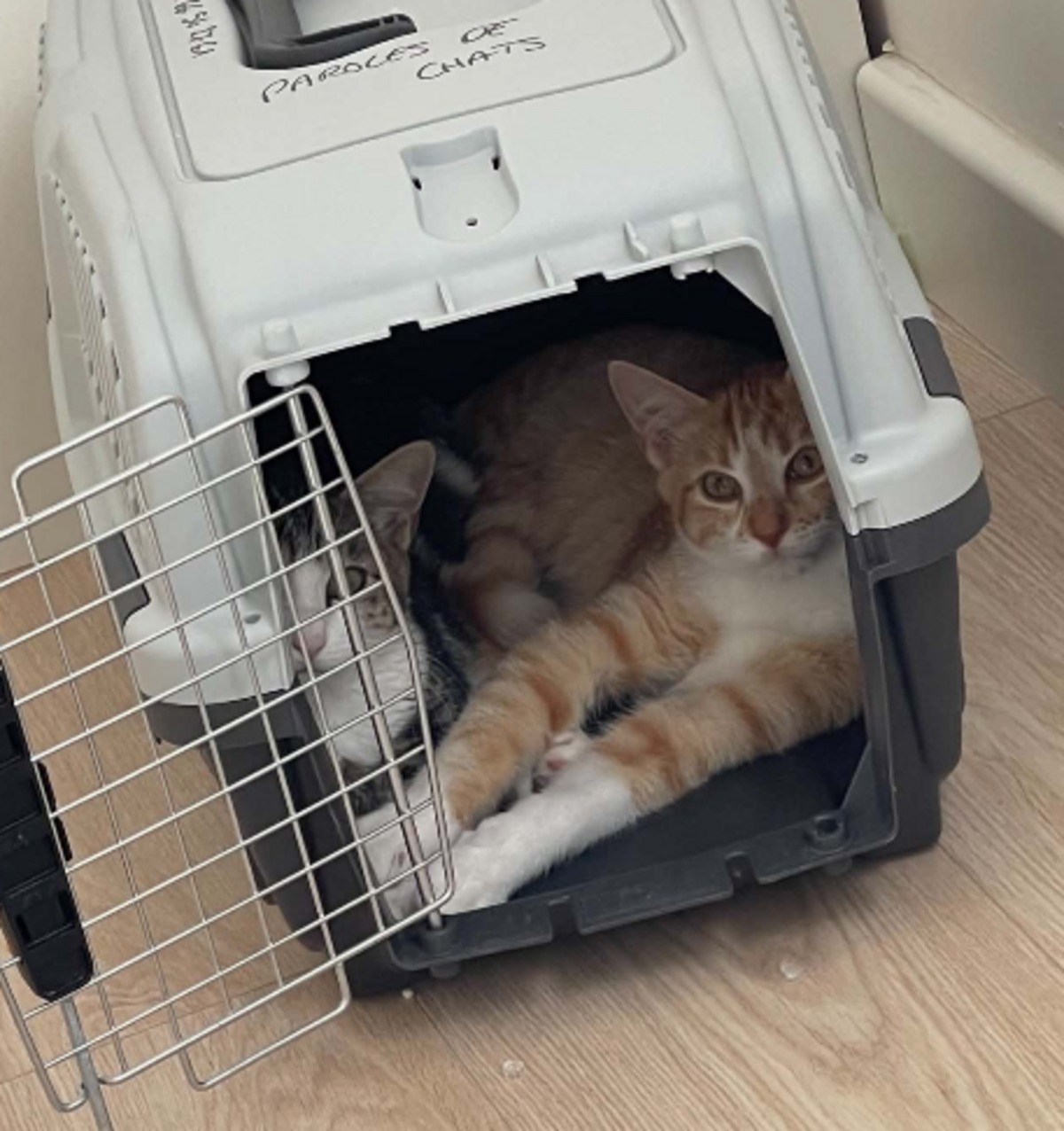 Adoption Bill et Boulette