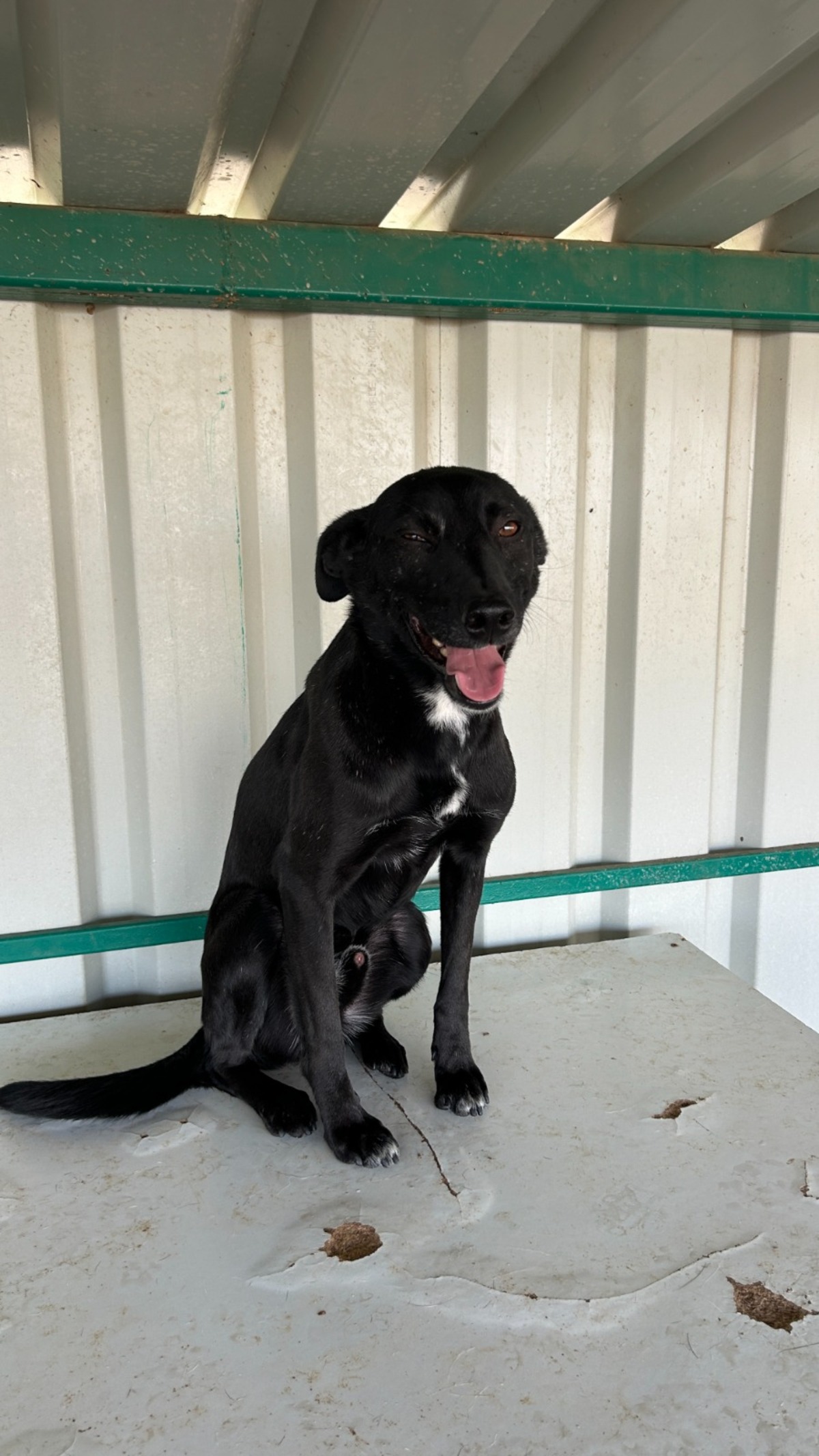 Adoption Negrut