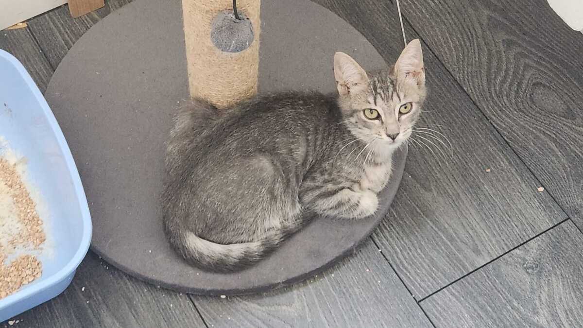 Adoption Bento 