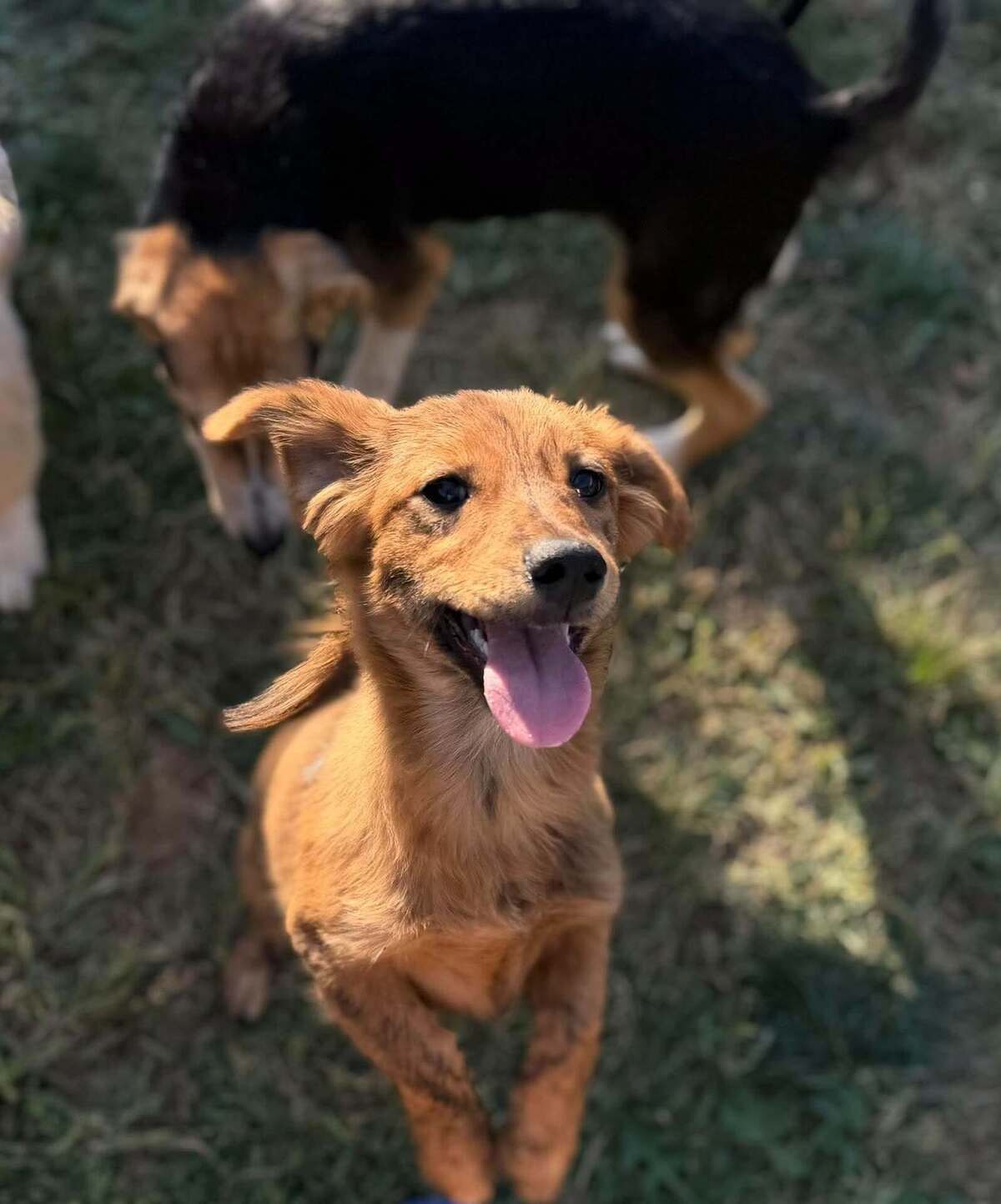 Adoption Ramm