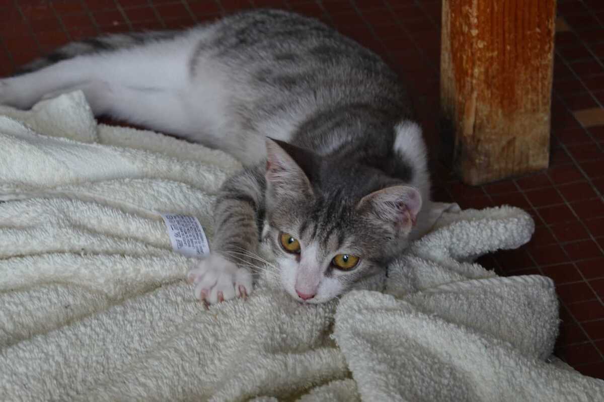 Adoption Betty