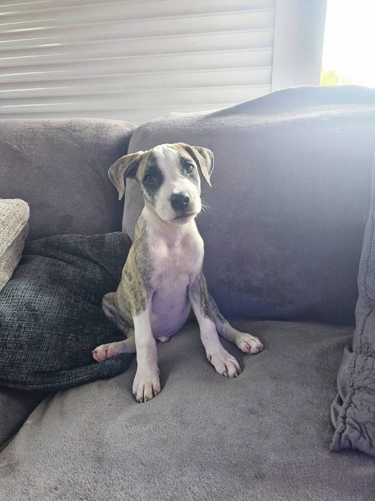 Adoption Sunrise