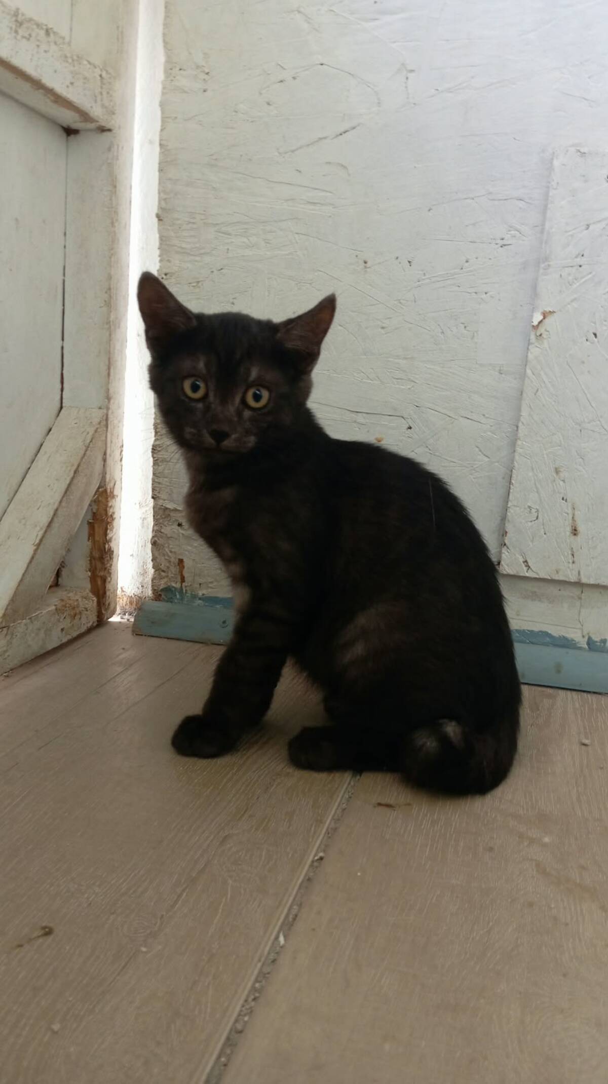 Adoption Romeo