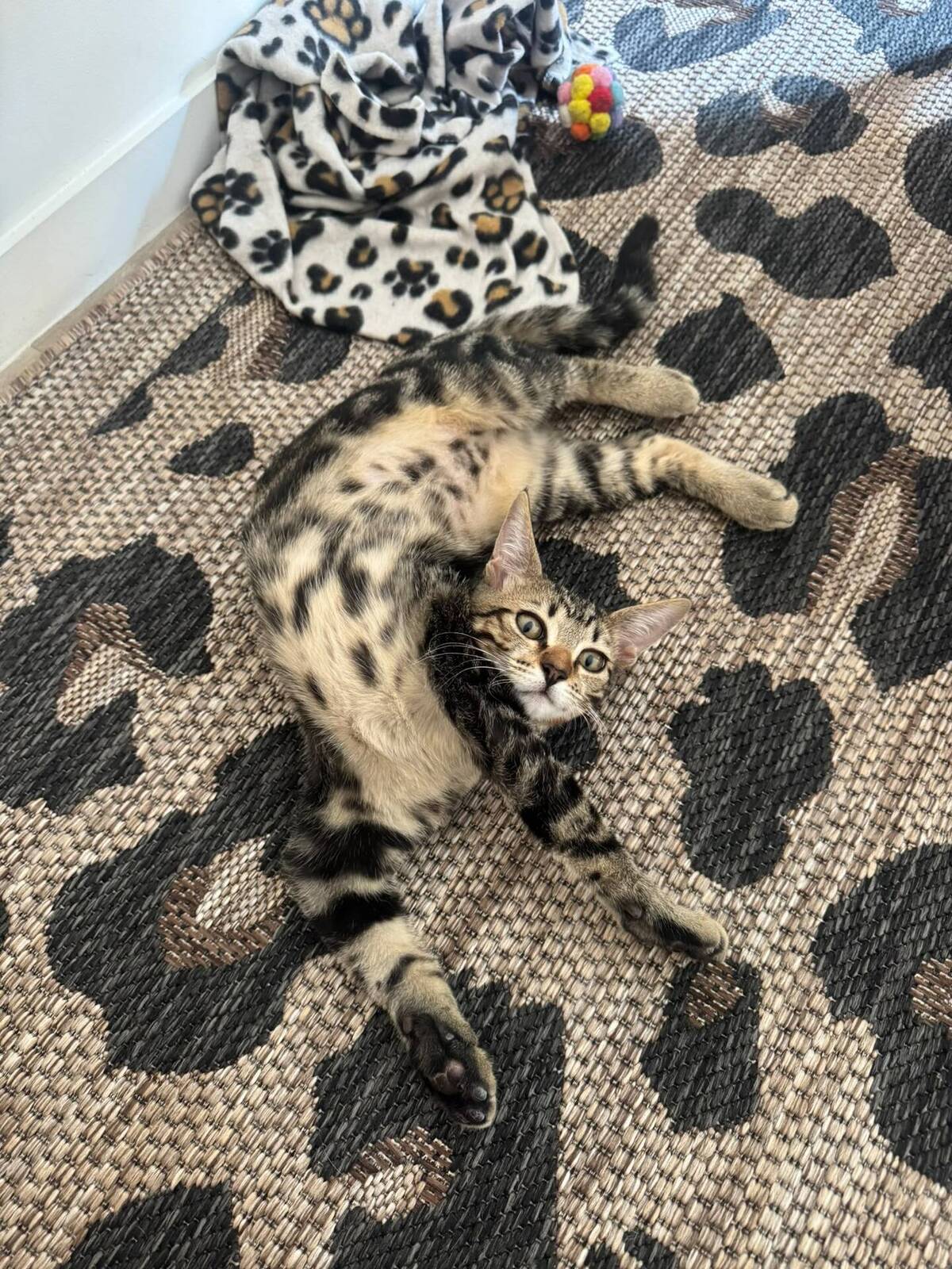 Adoption Gumble