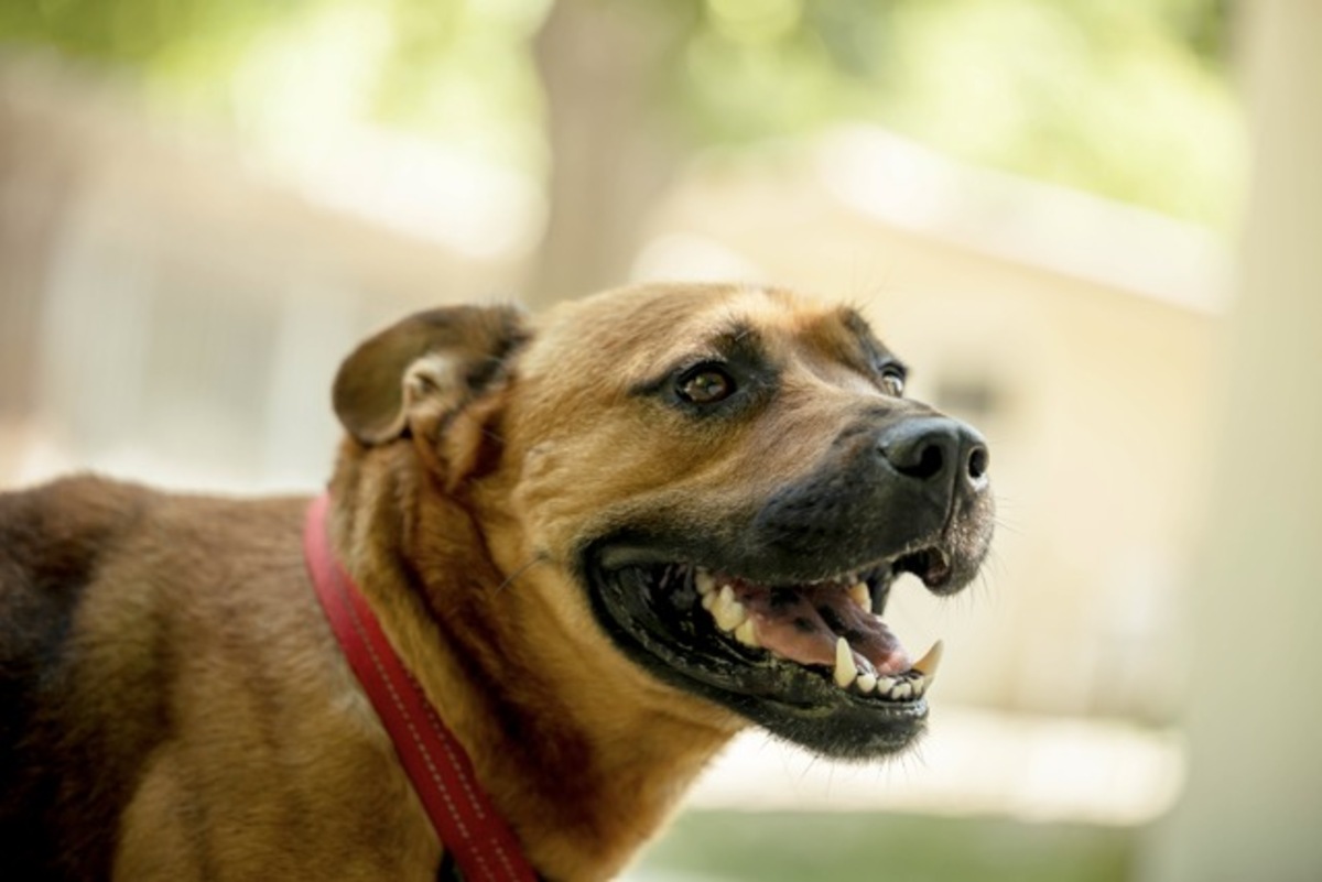 Adoption Tex