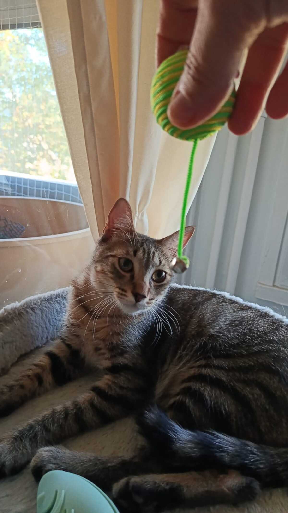 Adoption Léo