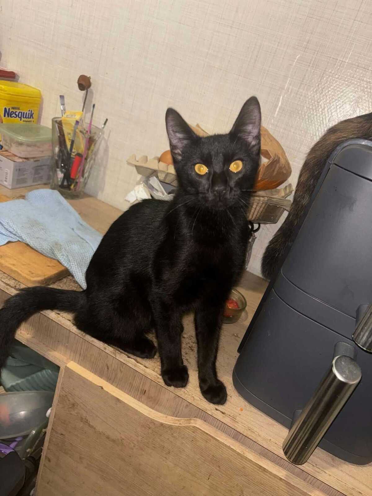 Adoption Bonbon