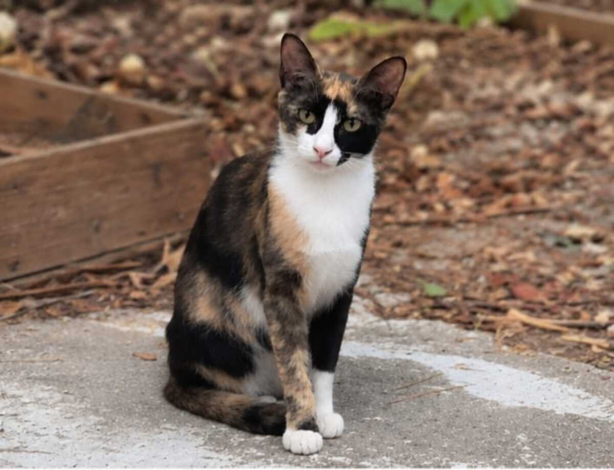 Adoption Chanel