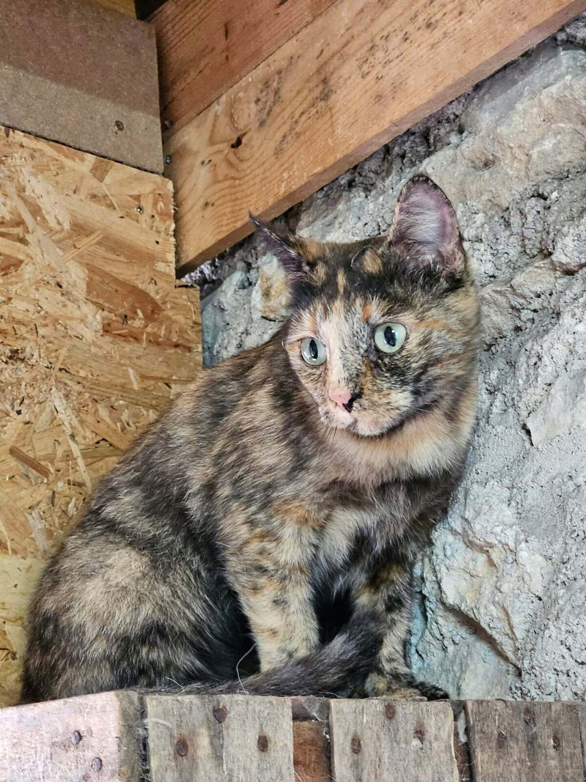 Adoption Ava
