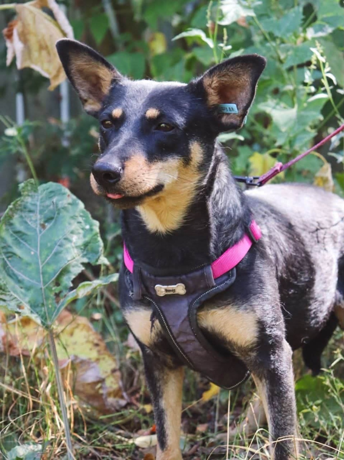 Adoption Sharlota