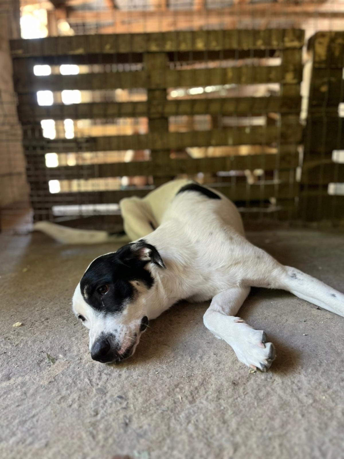 Adoption Tasha