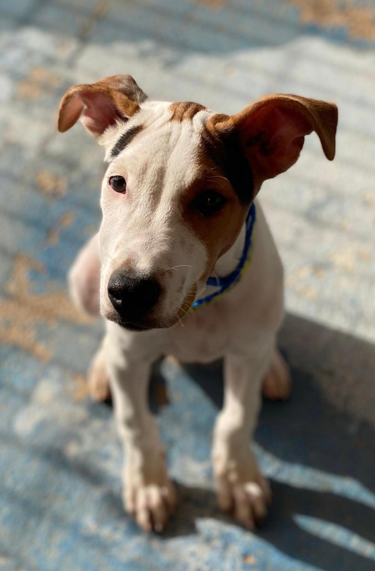 Adoption Benjamin
