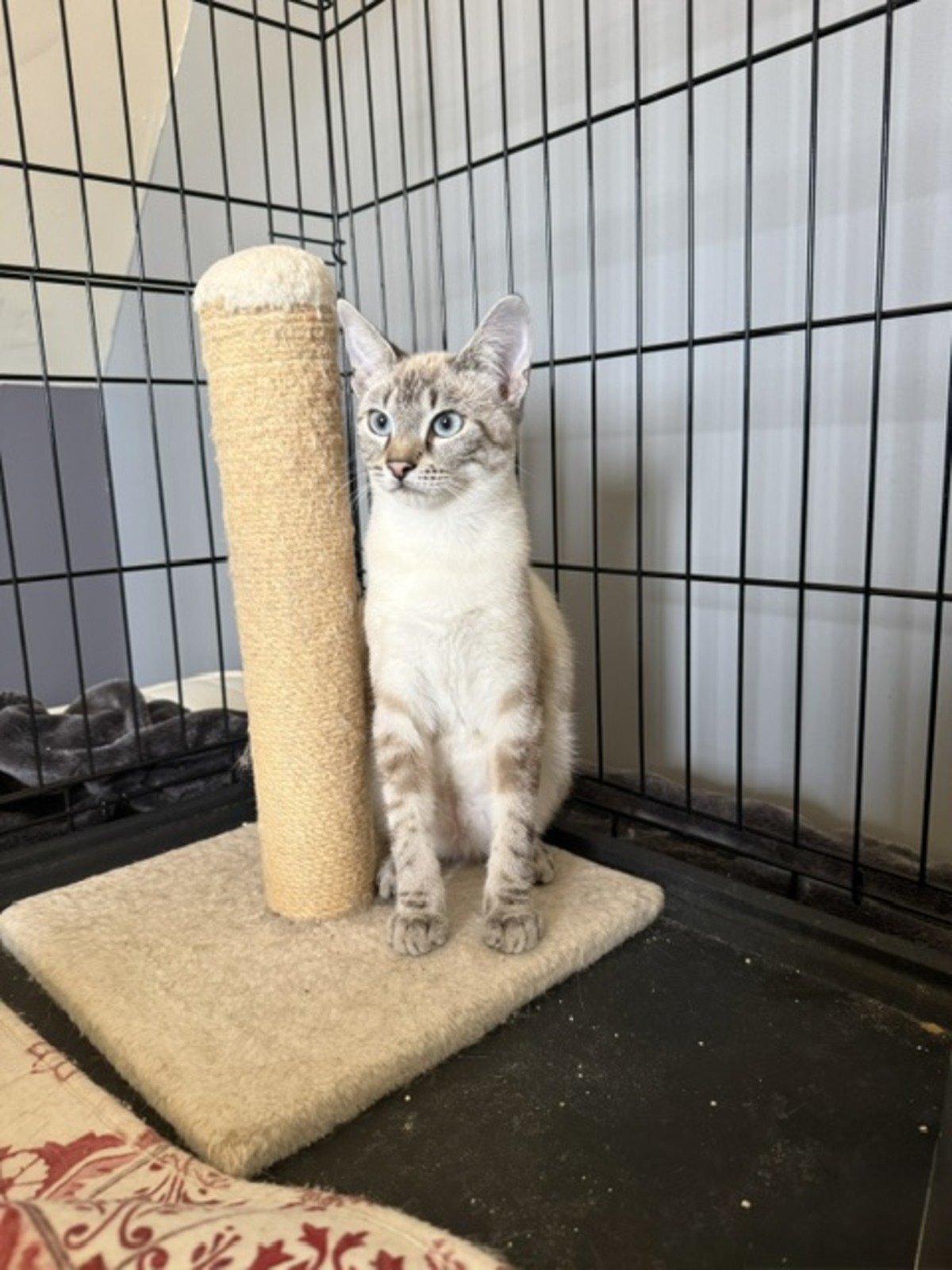 Adoption Sunshine et Sunset