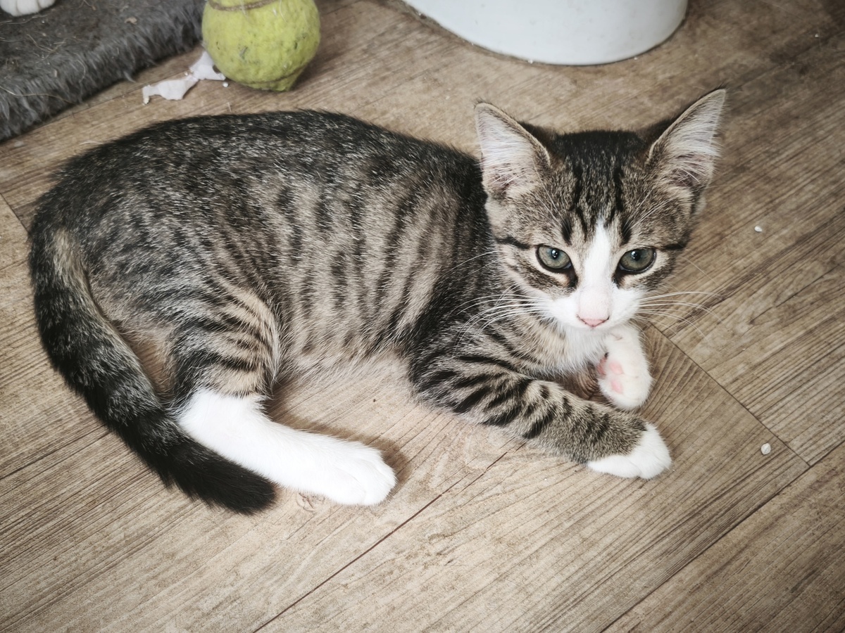 Adoption Jambalaya