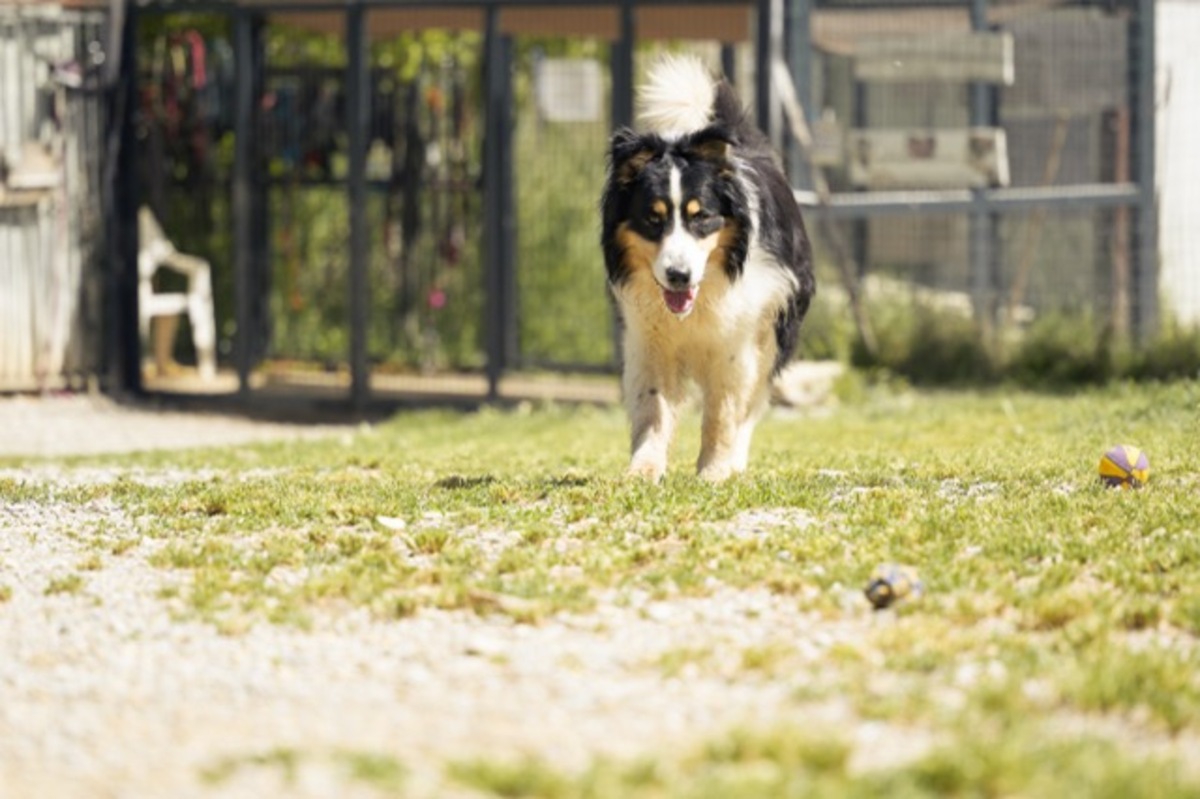 Adoption Newton