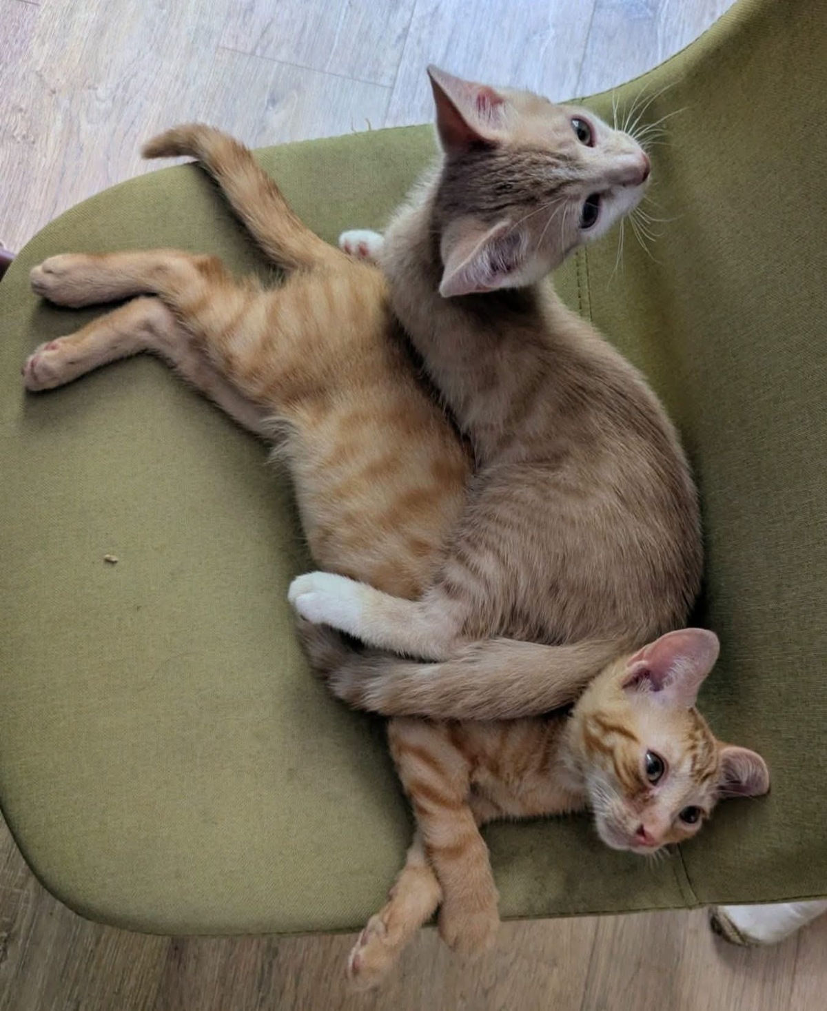Adoption STINSON ET MOSBY