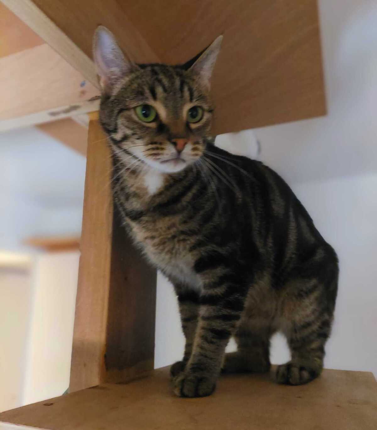 Adoption Lilo