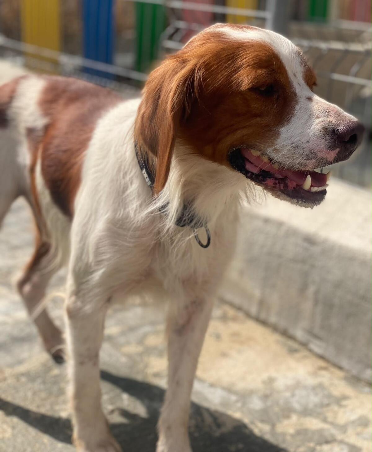 Adoption Sol