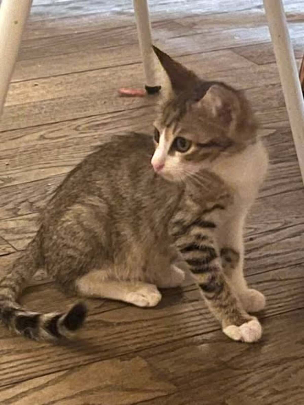 Adoption Dantès