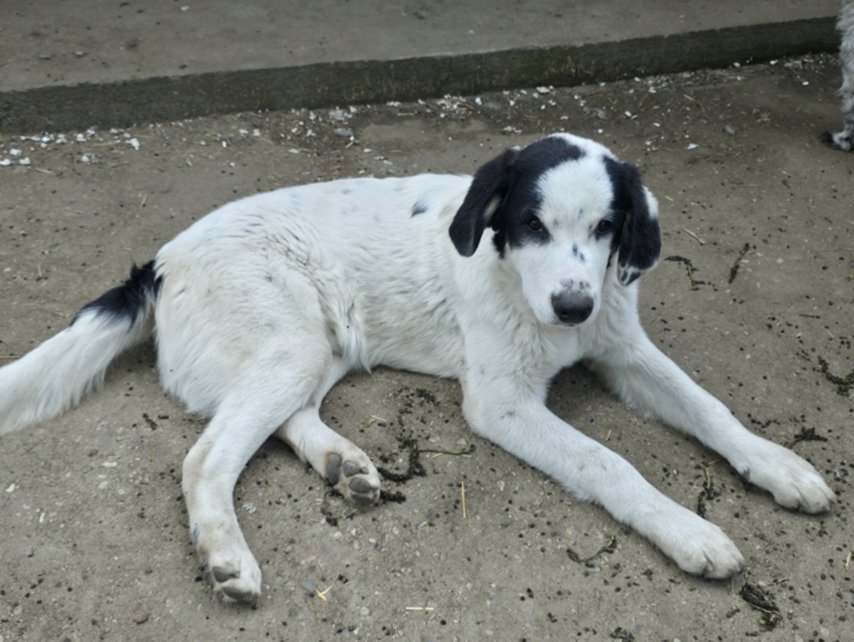 Adoption Yanos