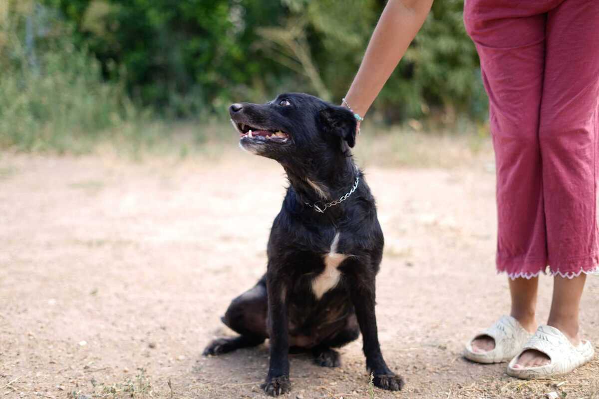 Adoption Fresa