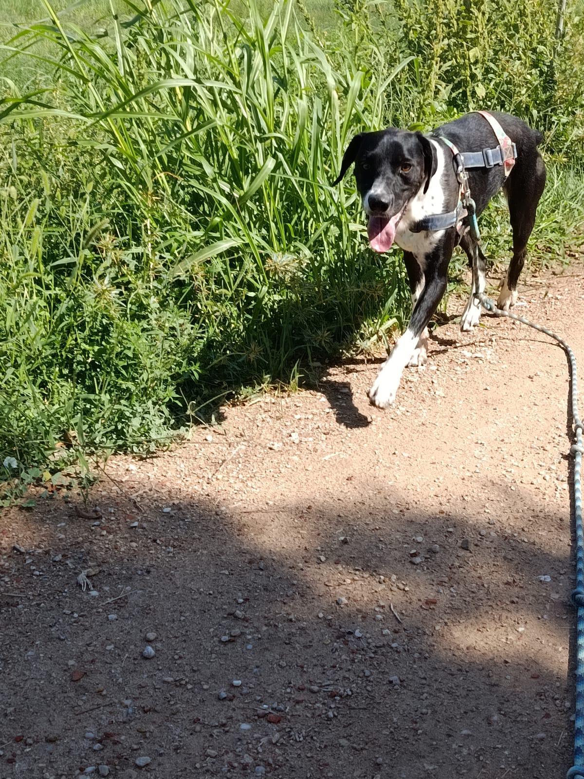 Adoption Morgan