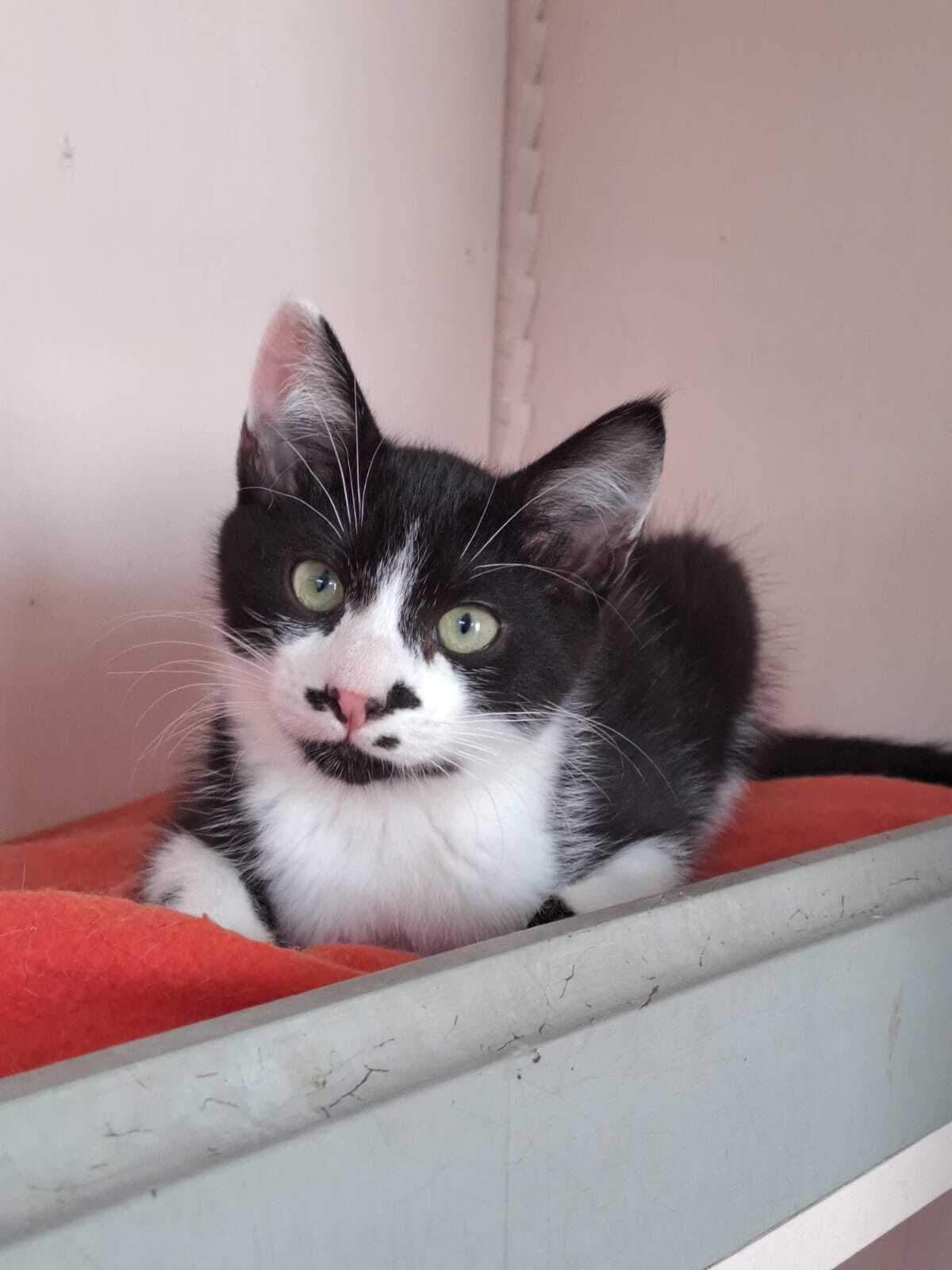 Adoption MENTHE