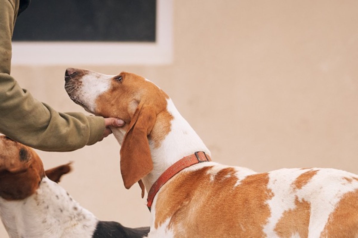 Adoption Ruben