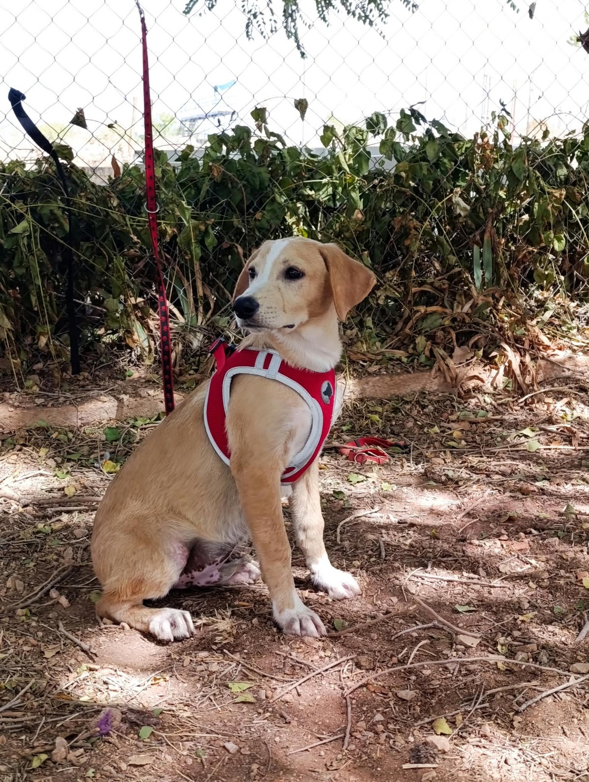 Adoption Amico