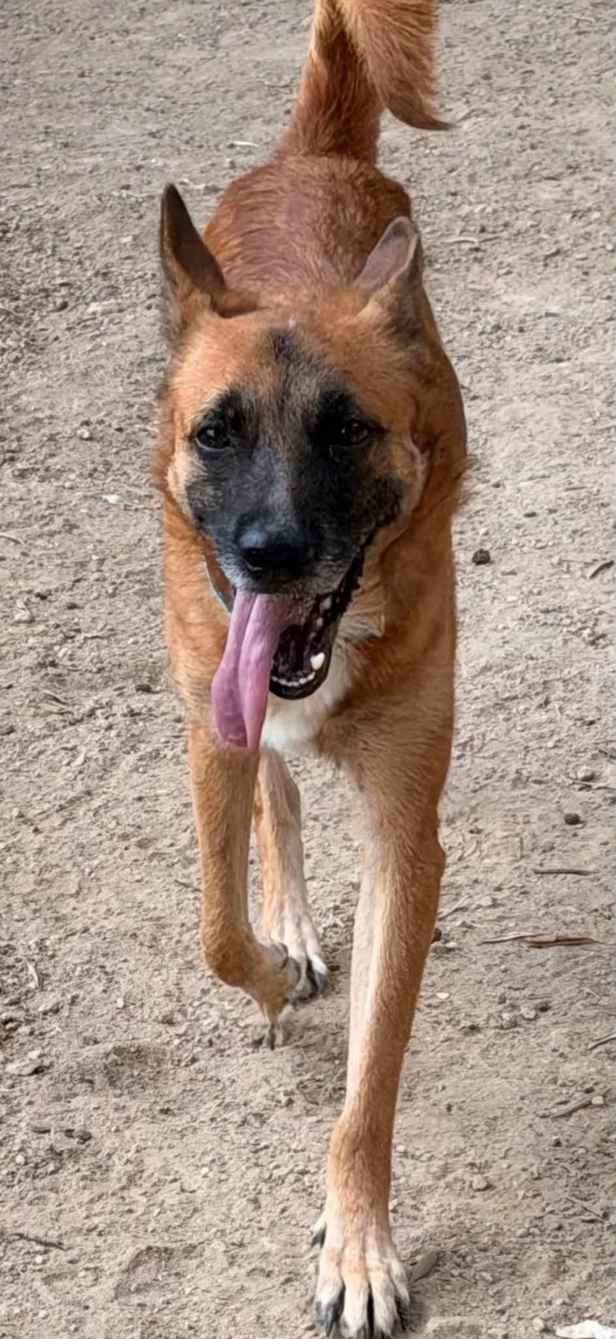 Adoption Rex