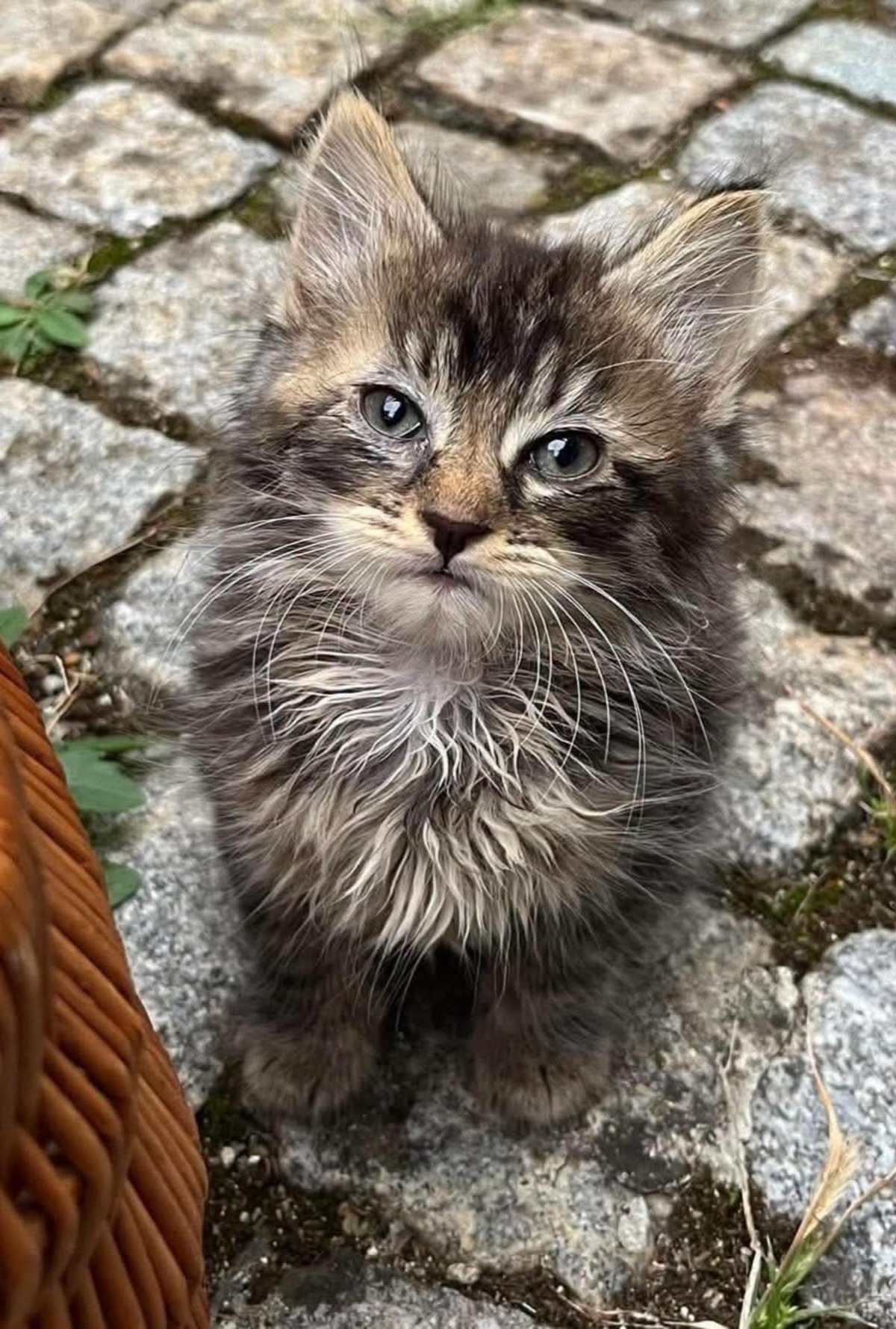 Adoption Velouria et Ficelle Duo 