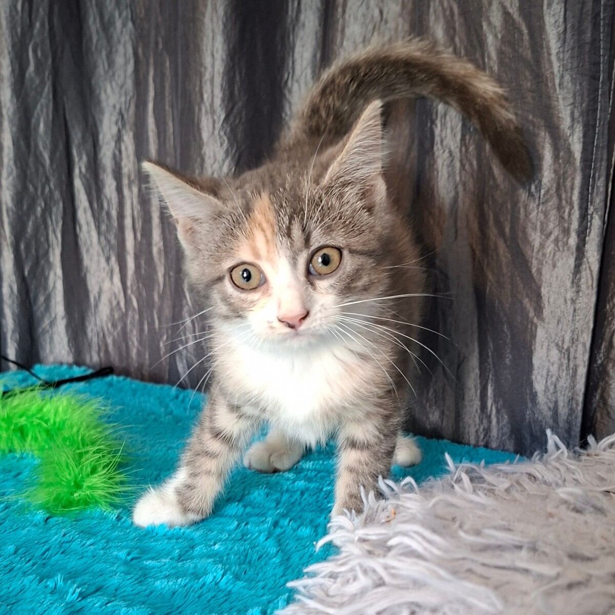 Adoption Beauty