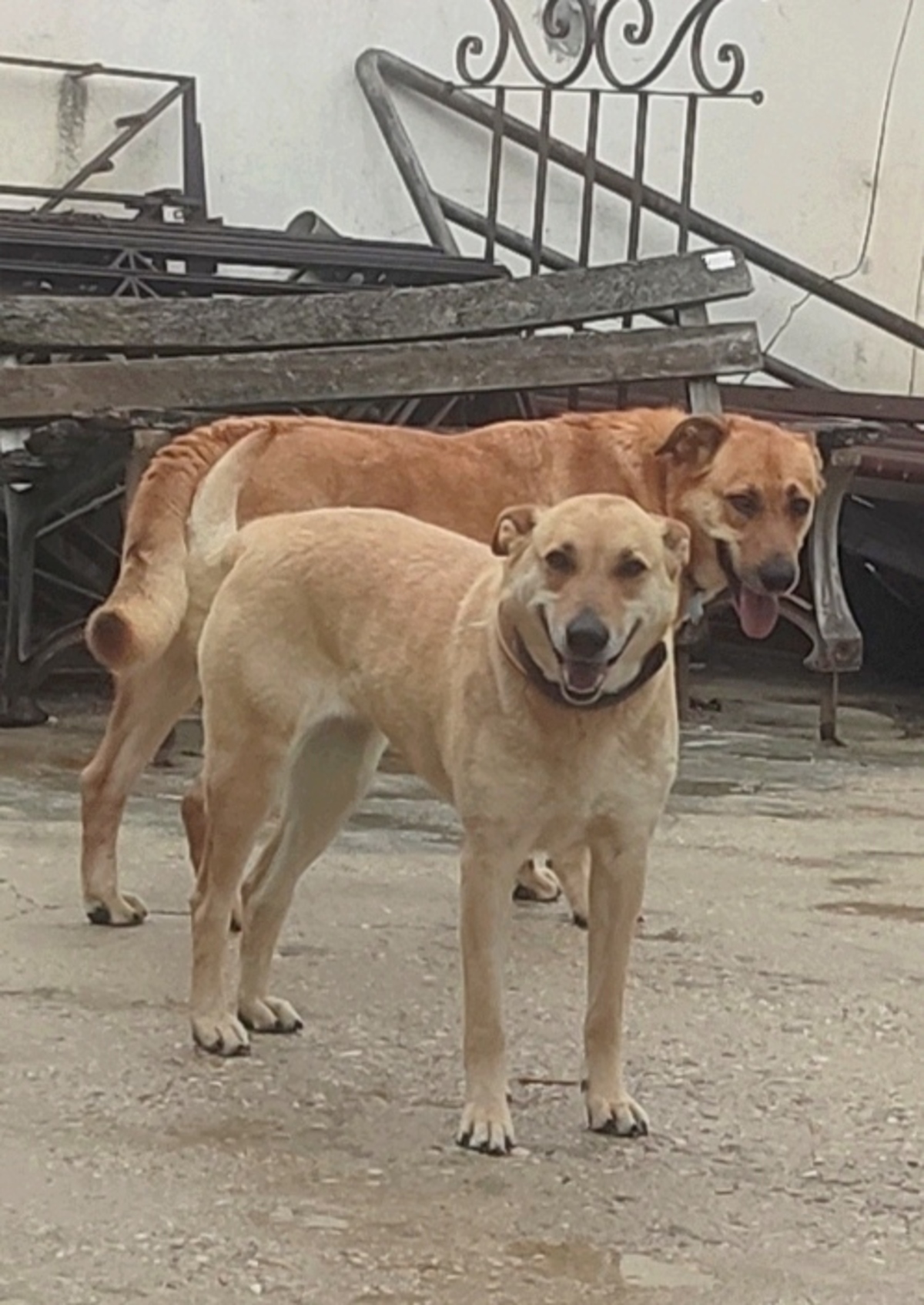 Adoption MIA