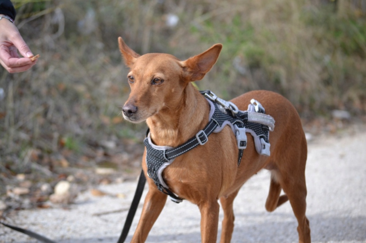 Adoption Vilma