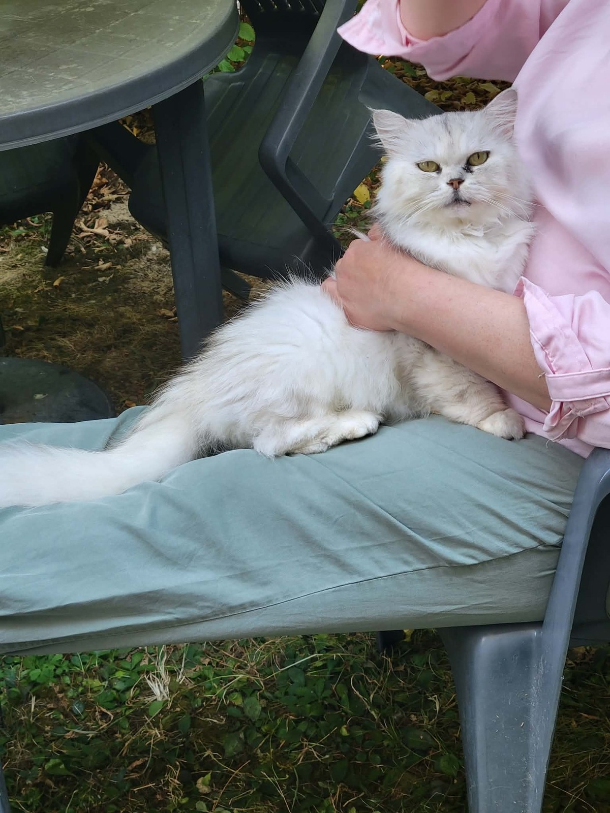 Adoption MILADY