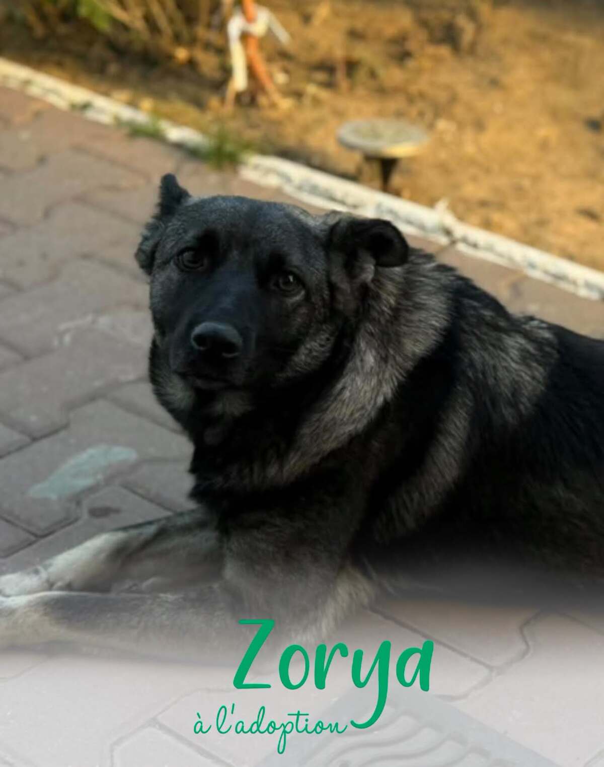 Adoption Zorya