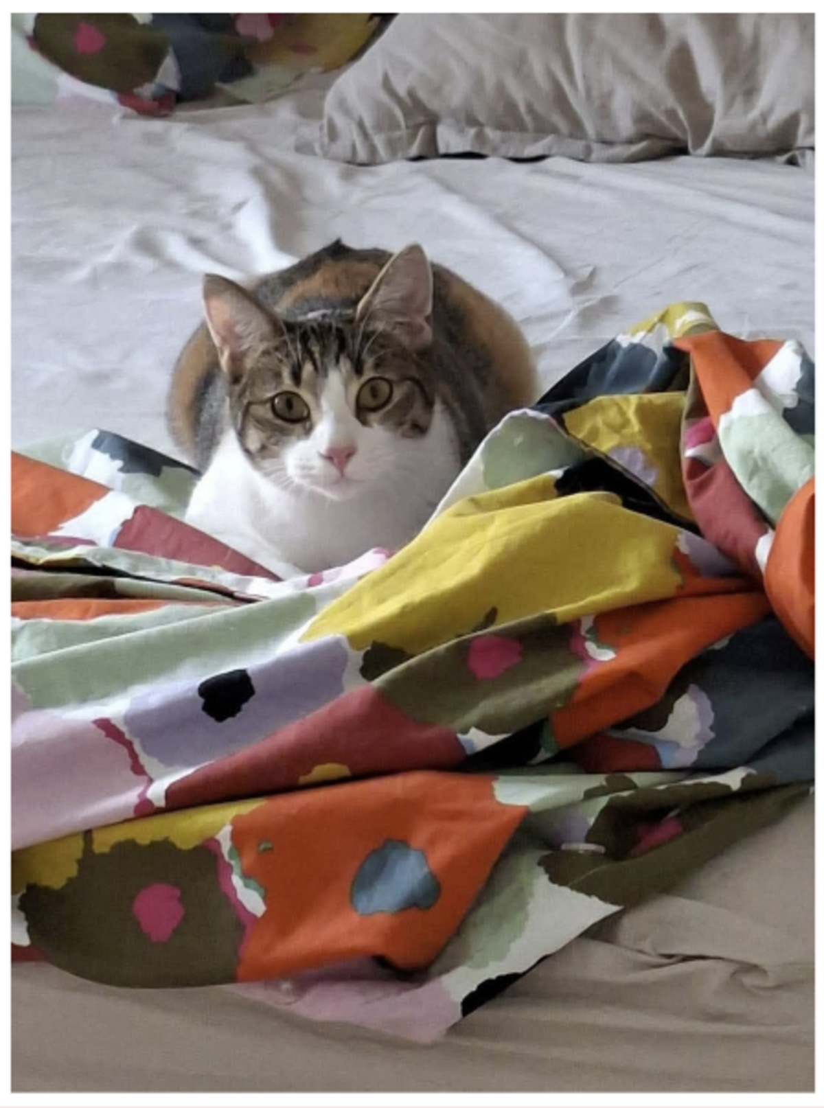 Adoption Laka