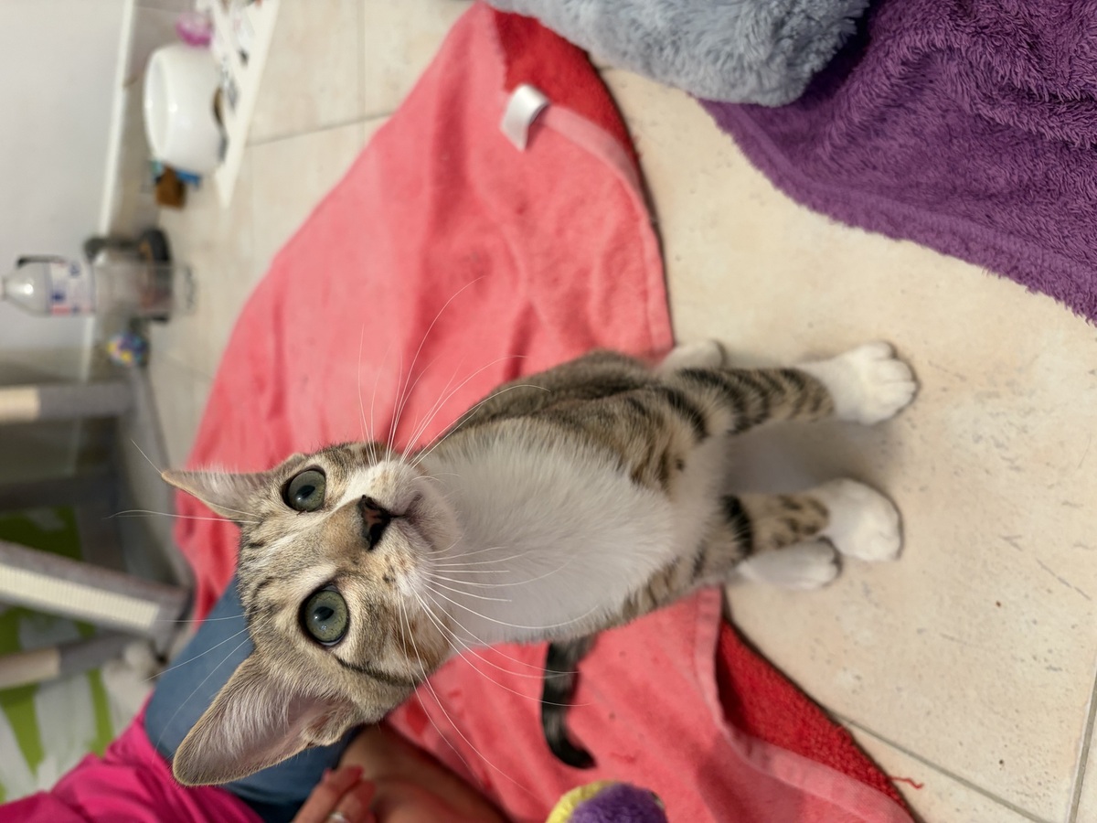 Adoption Kaito et Yasu