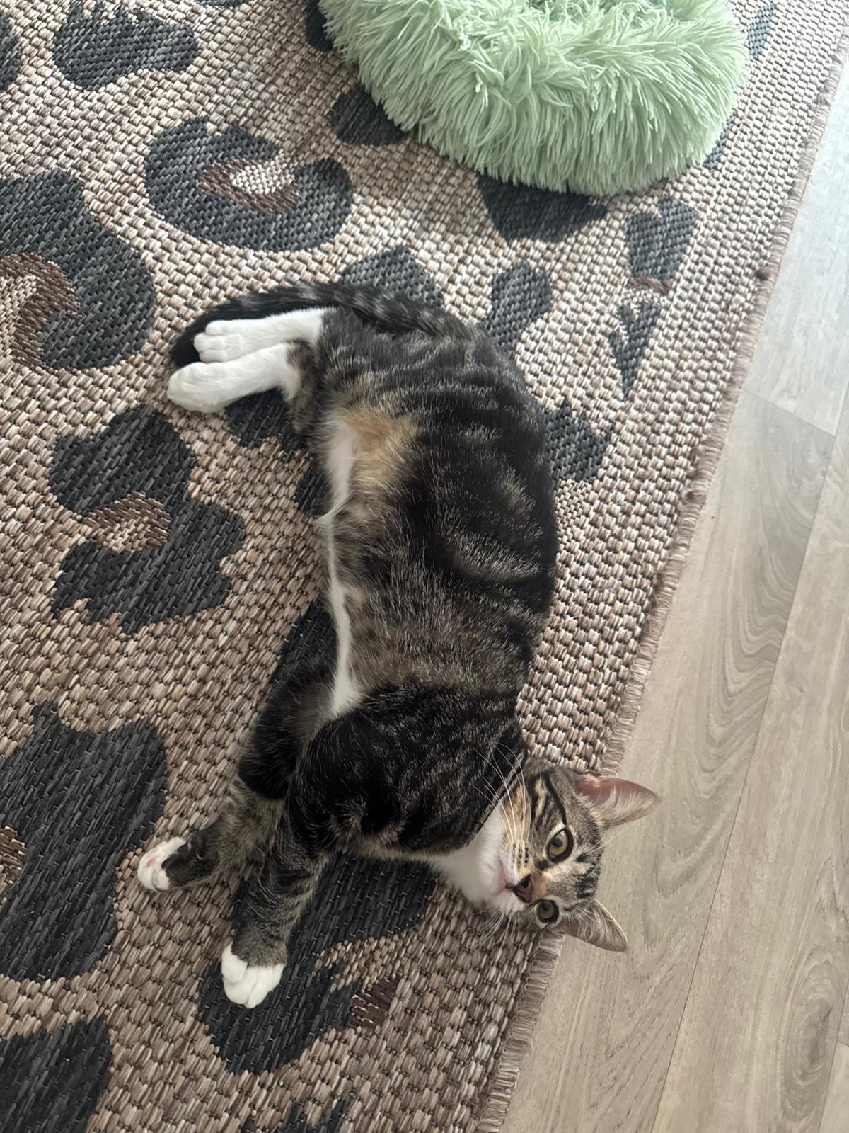 Adoption Shoopi