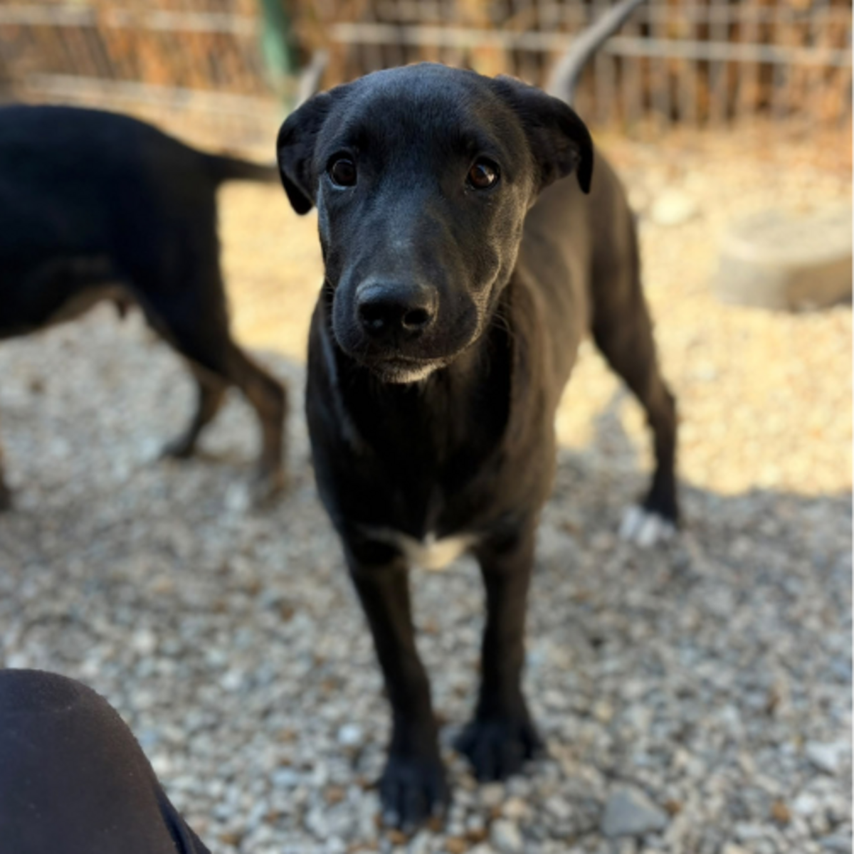 Adoption Sinca