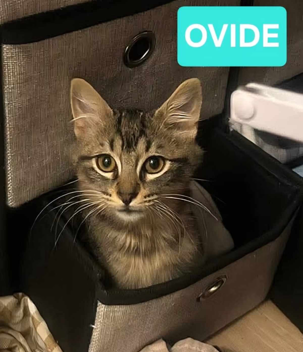 Adoption Galane/Zebrina/Ovide/Charbyde