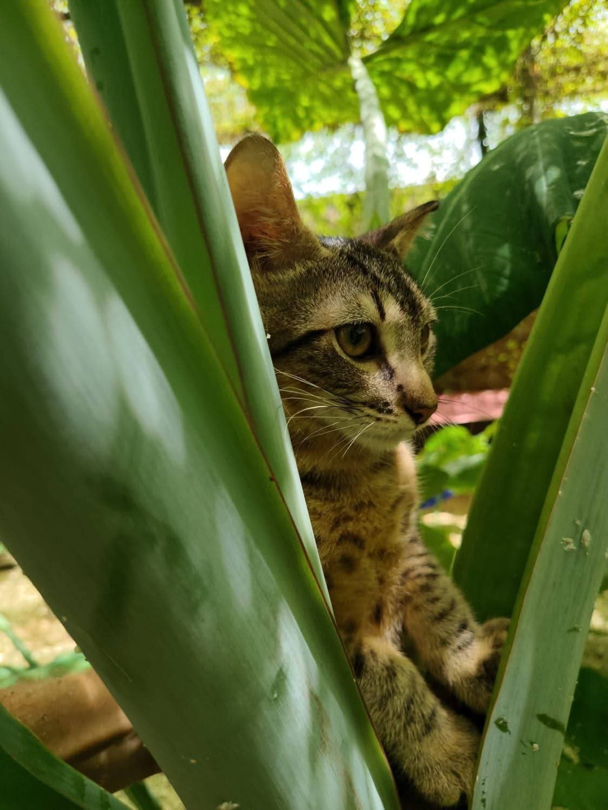 Adoption Bambou 