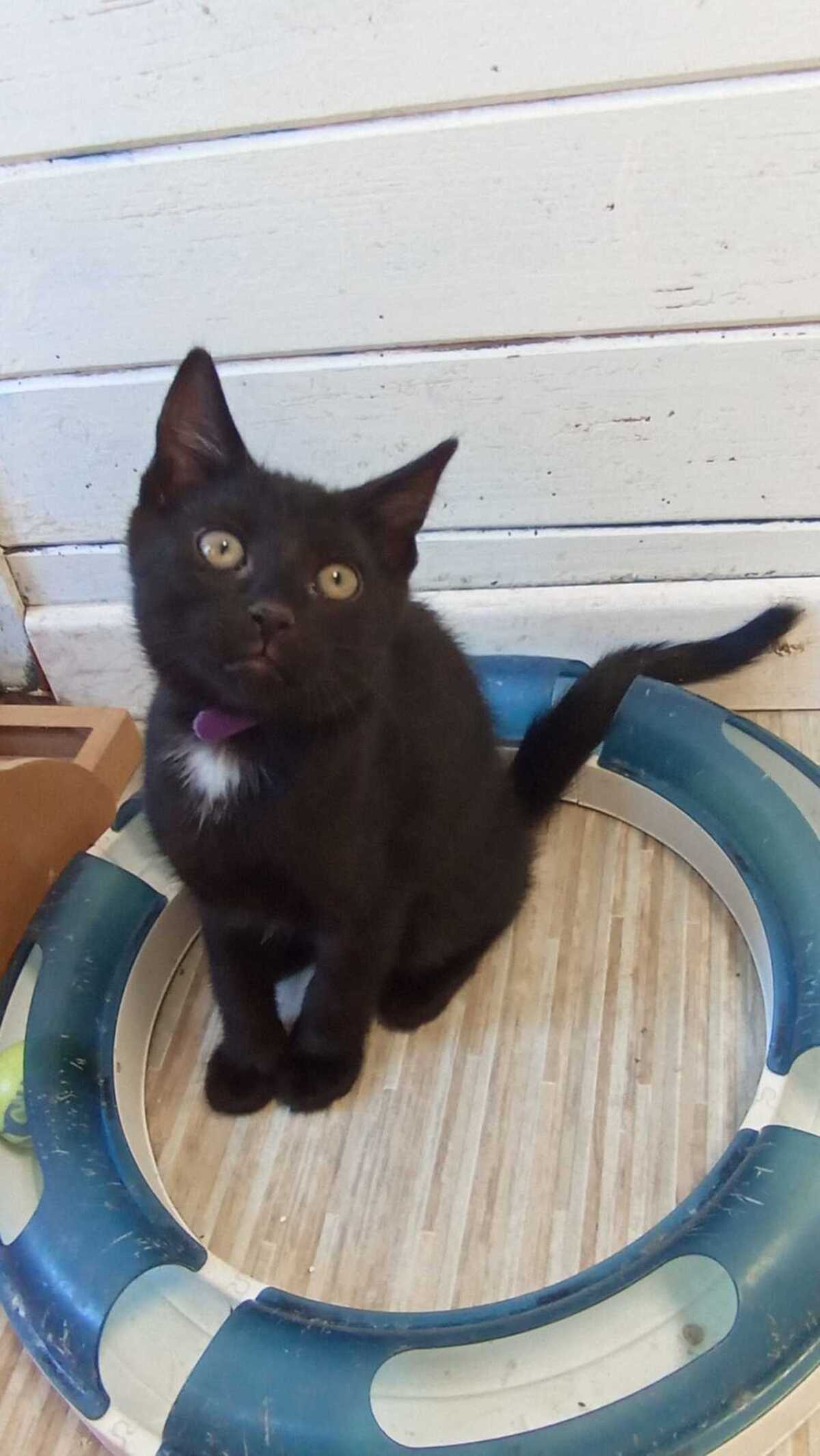 Adoption BABETH