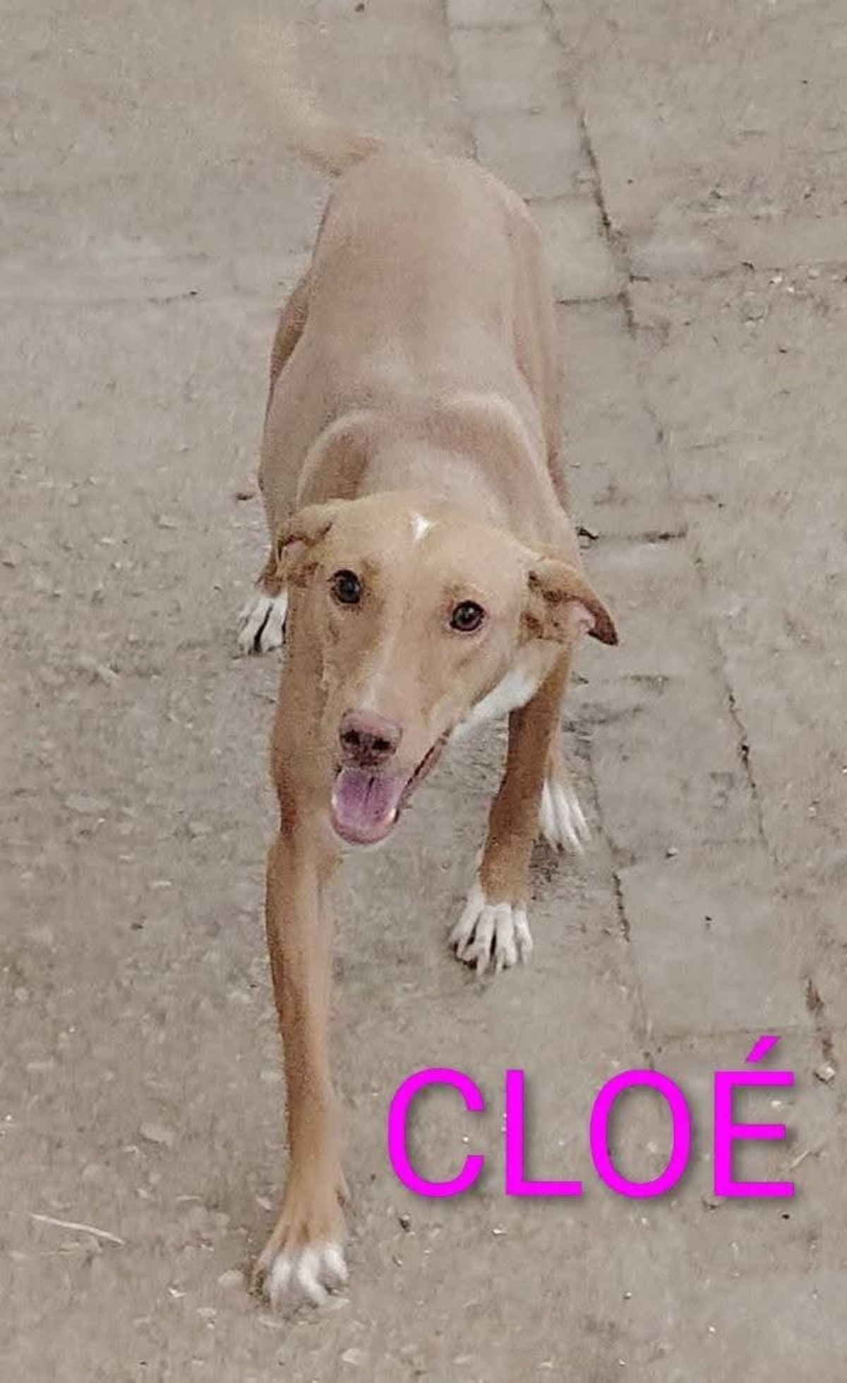 Adoption Cloe