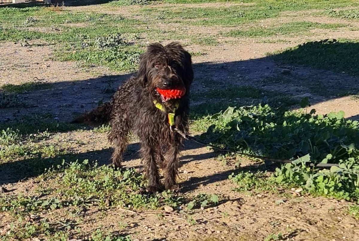 Adoption Noiro
